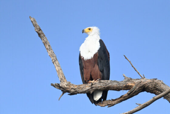 Z62_1047 Safaris